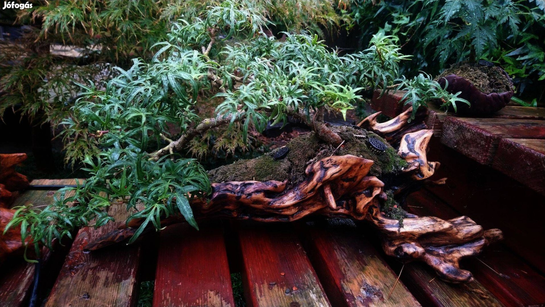 Eladó borostyán bonsai