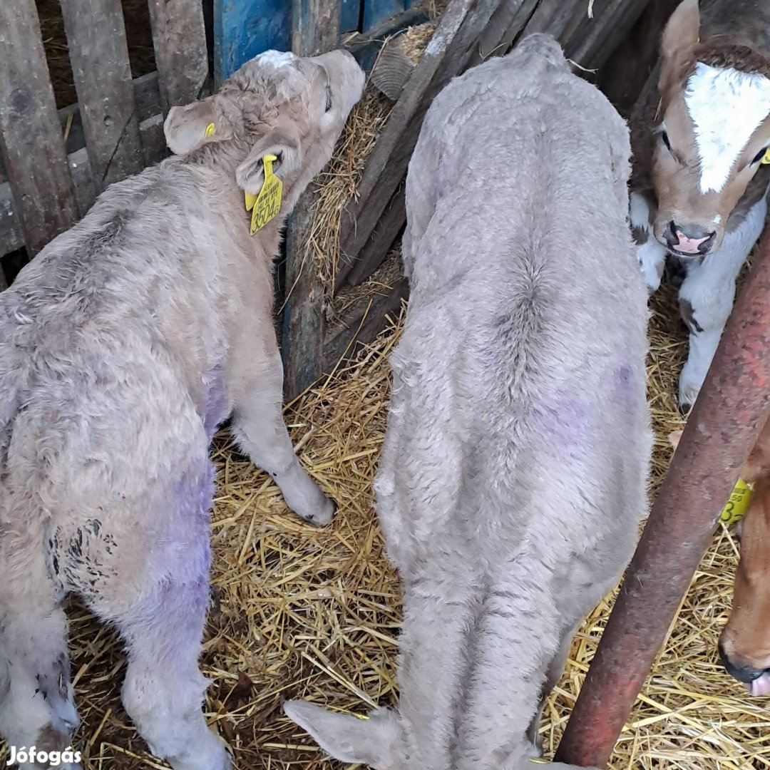 Eladó charolais excellence bika borjak.