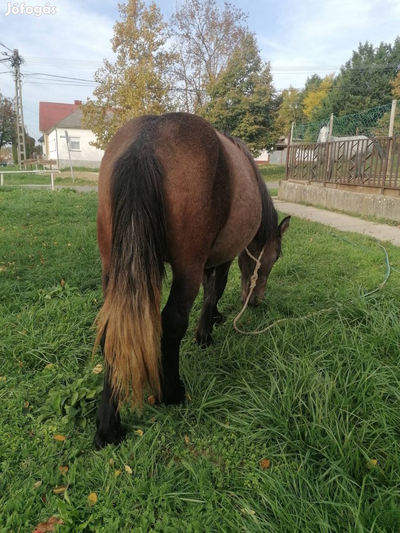 Eladó csere: nagyobb póni, borjú, koca, csikó.. 