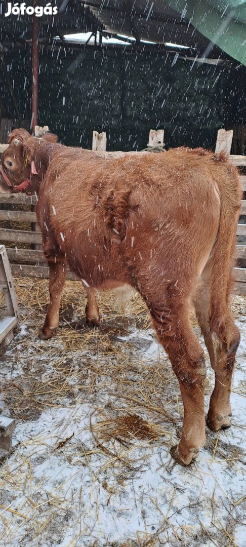 Eladó cserélhető 5 hónapos 260 kilós bika borjú.