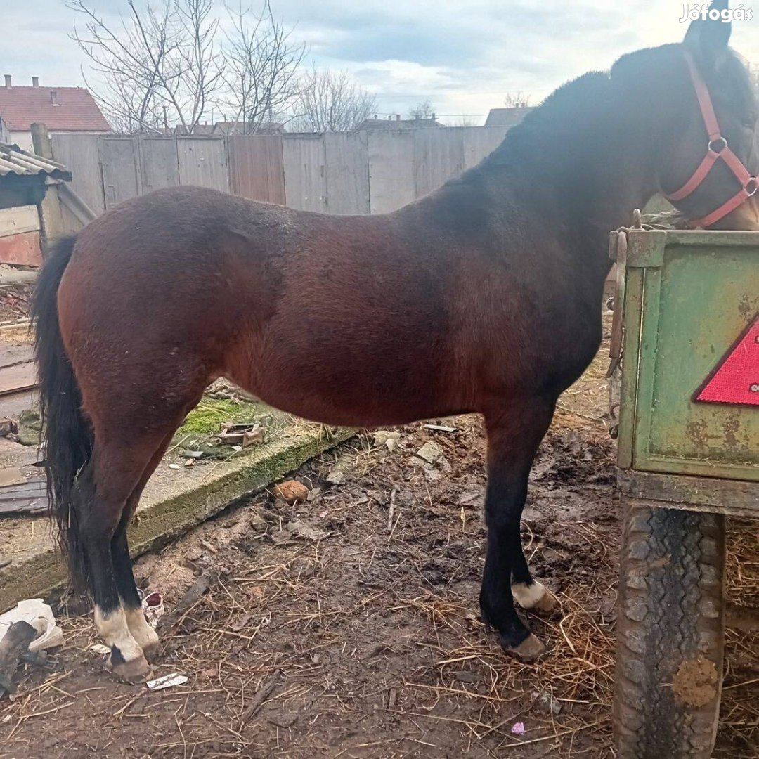 Eladó cserélhető csikó