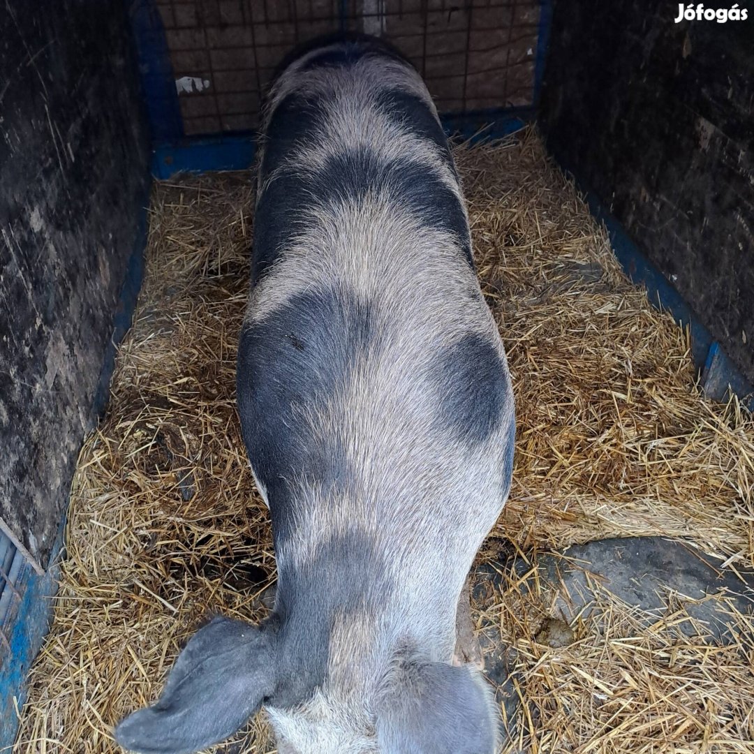 Eladó cserélhető egy 170 kilós pietrin disznó.