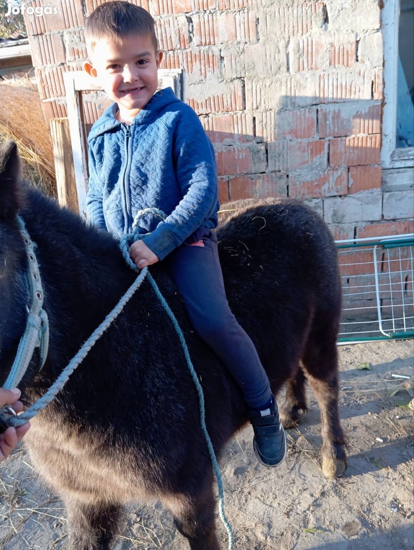 Eladó cserélhető gyönyörű herélt póni gyerek barát 