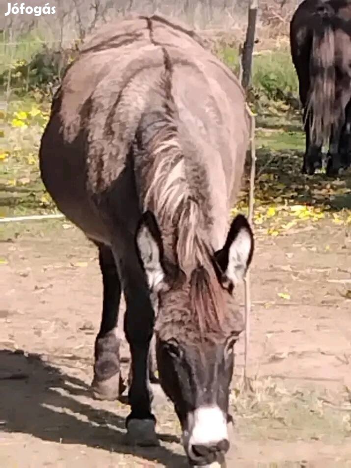 Eladó cserélhető hasas kanca útleveles. 