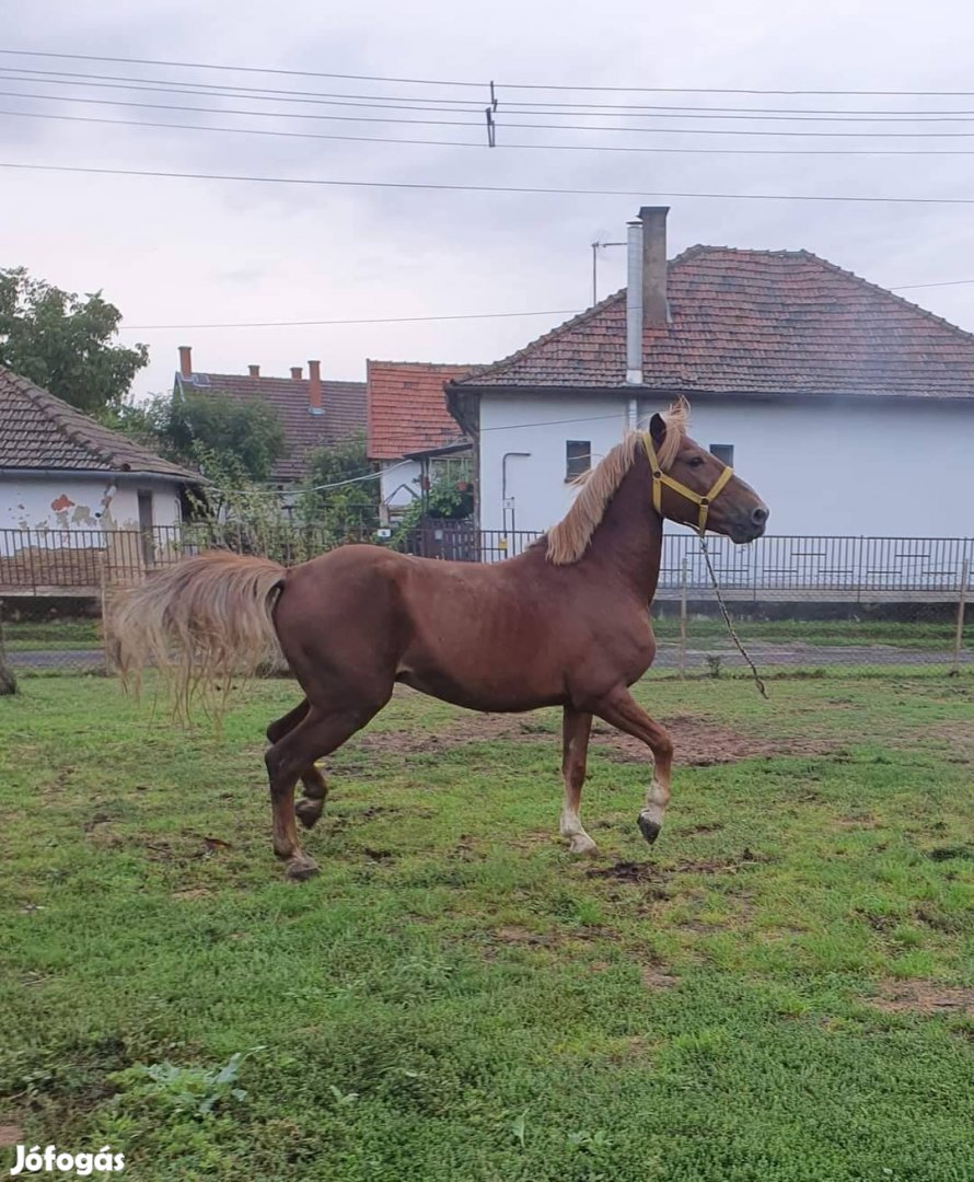 Eladó cserélhető herélt ló