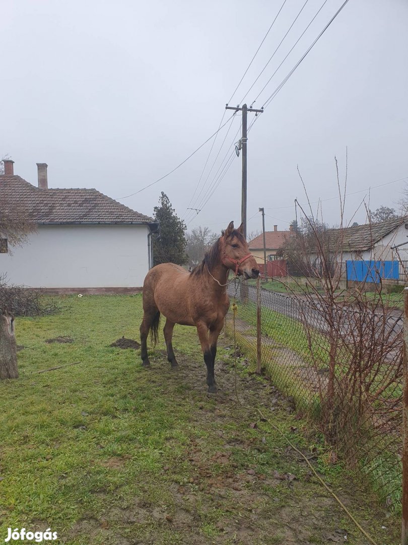 Eladó cserélhető?hobby ló?