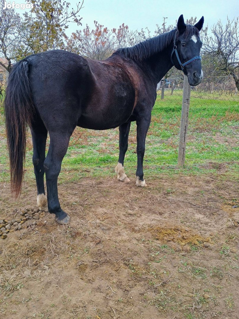 Eladó cserélhető kanca ló