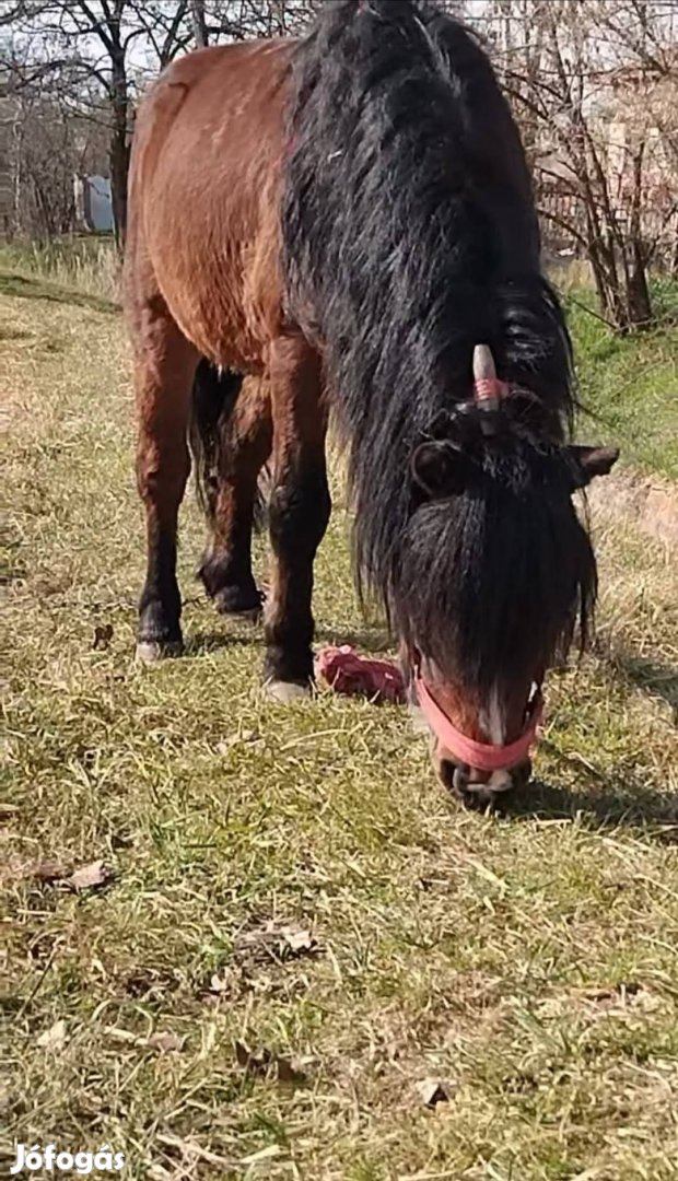 Eladó cserélhető kocsis póni ló