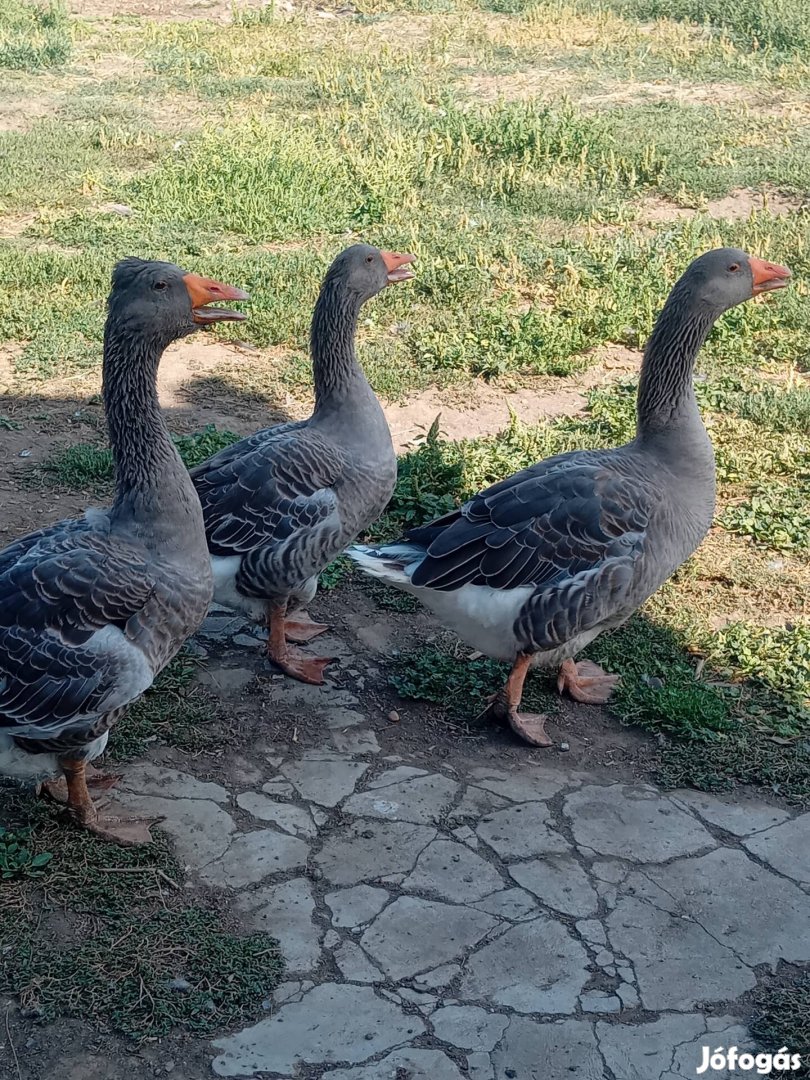 Eladó cserélhető liba libák