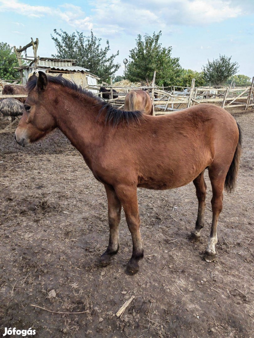 Eladó cserélhető sportponi csikó