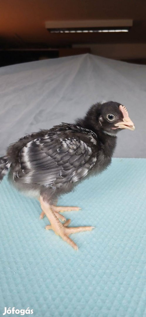 Eladó csibék