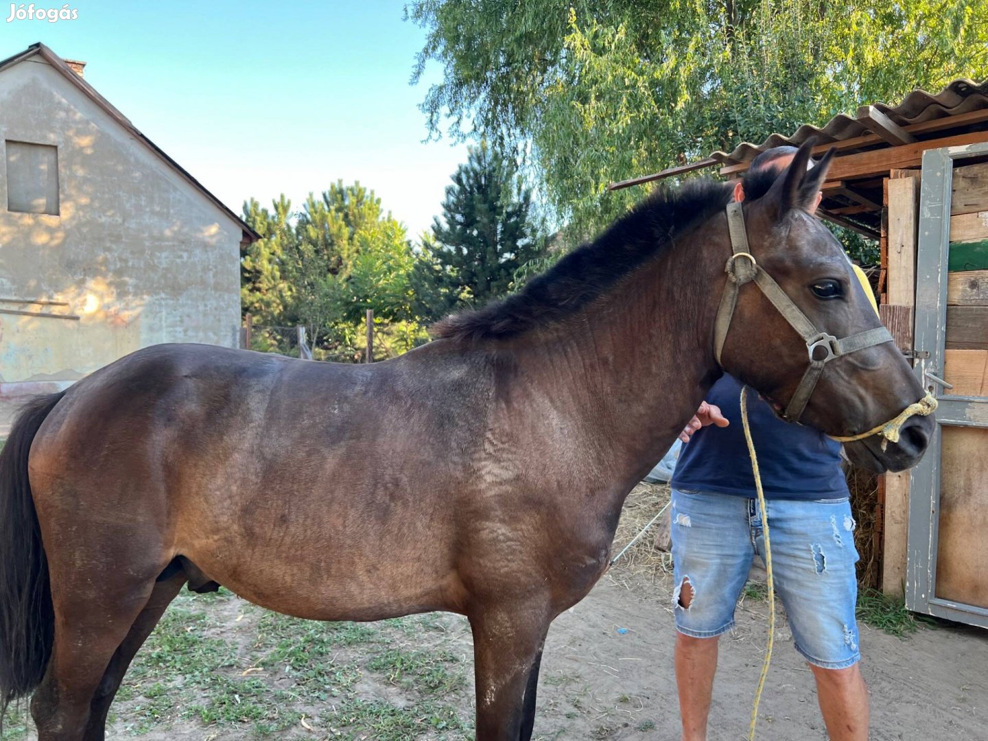 Elado csiko 1éves csödör