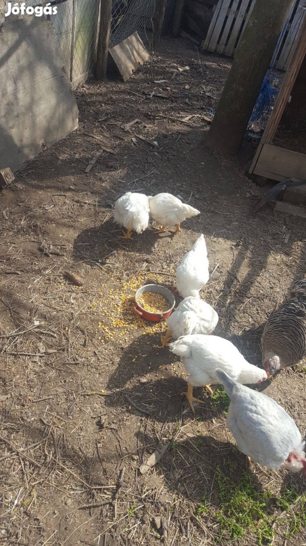 Eladó csirke