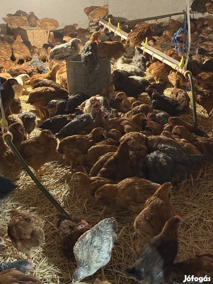 Eladó csirkék