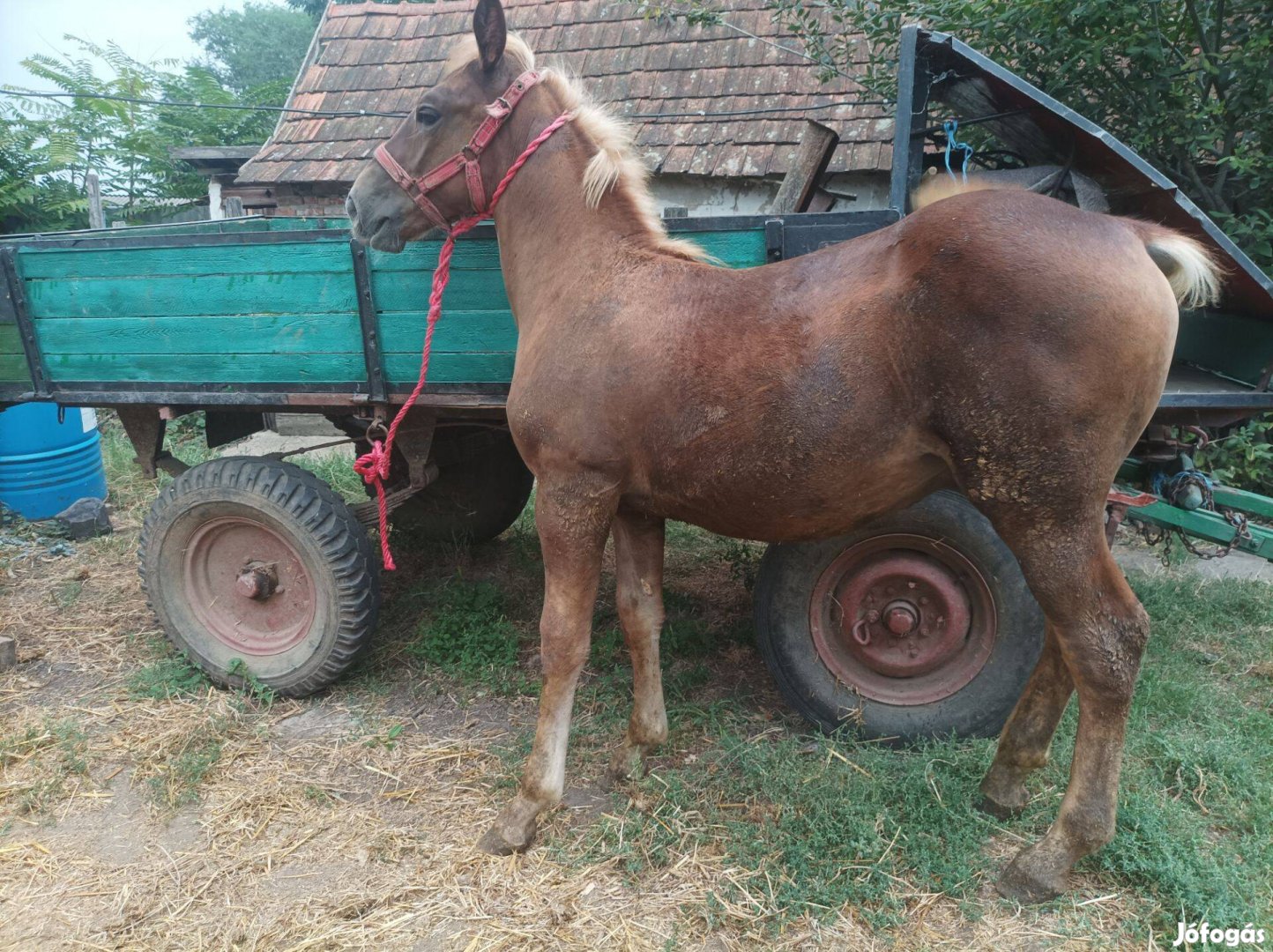 Eladó csődör csikó