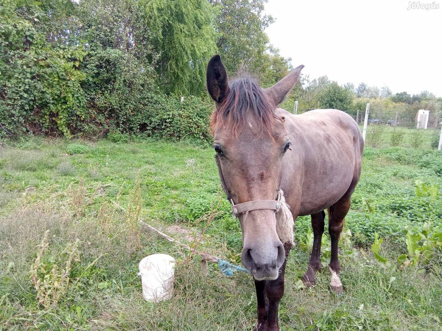 Eladó csődör csikó