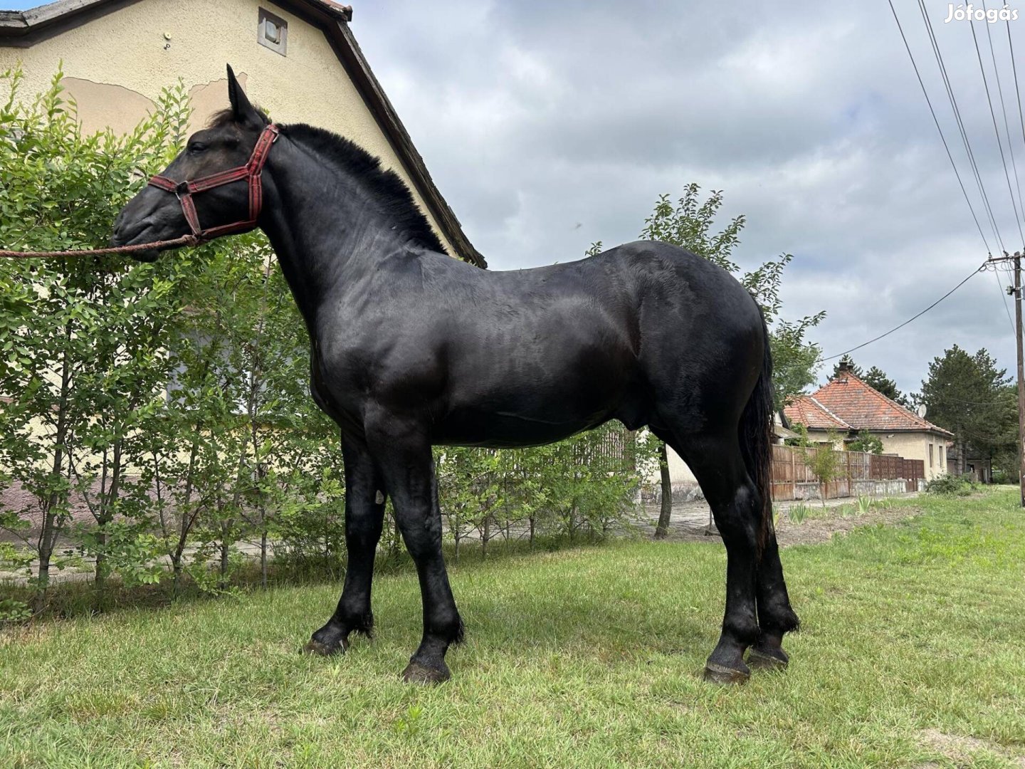 Eladó csödör csikó