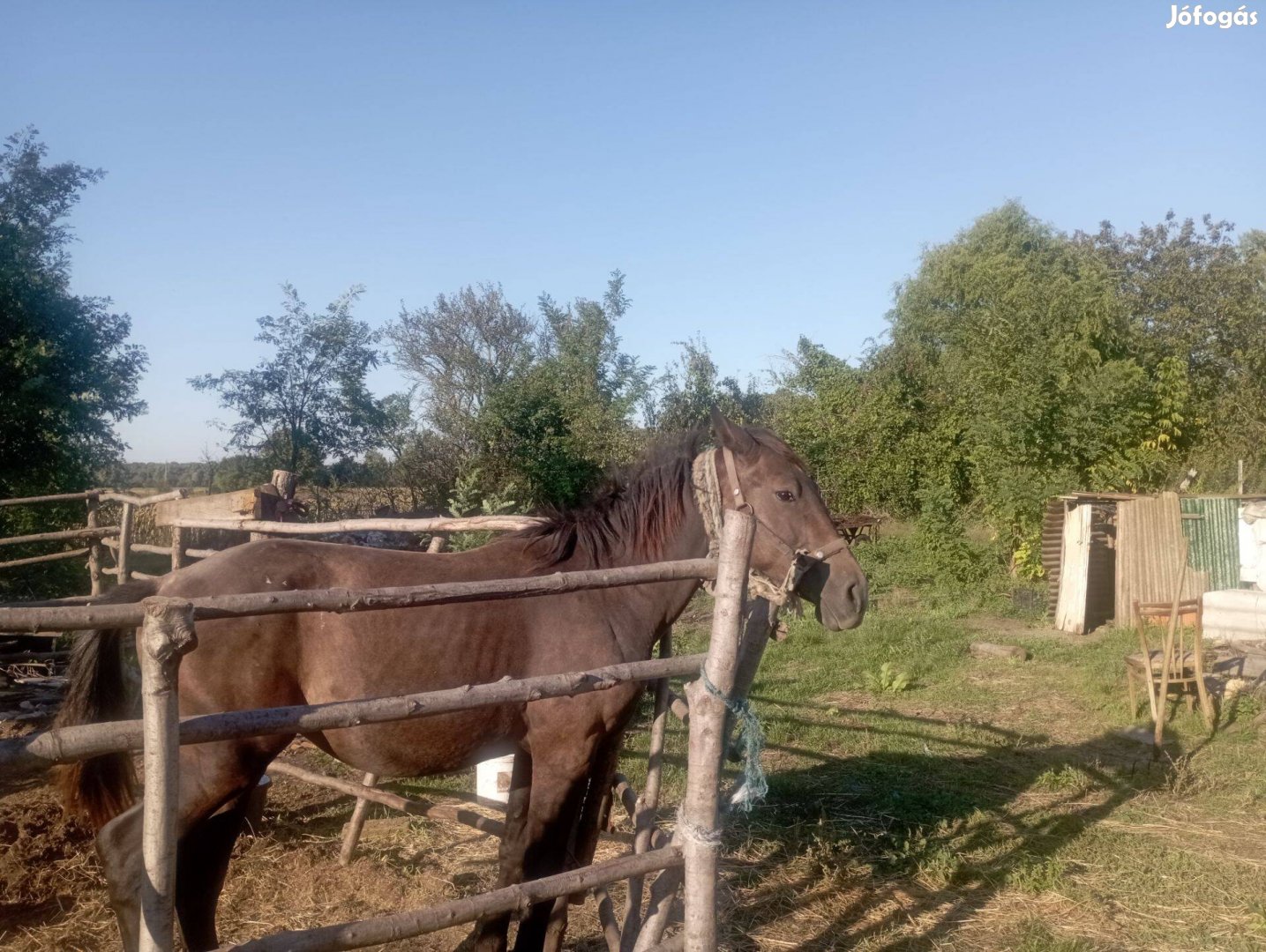 Eladó csődör csikó