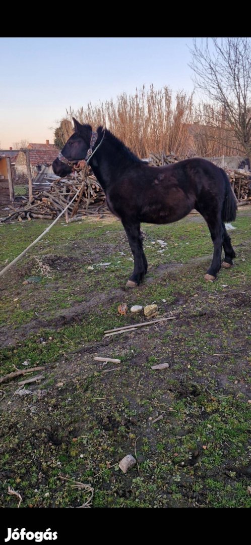 Eladó csődör csikó 