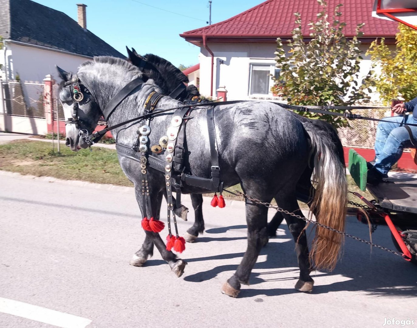 Eladó csödör csikók