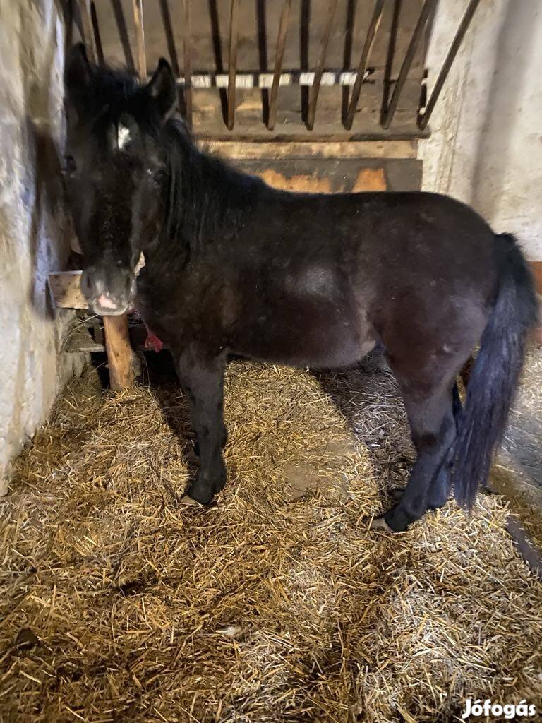 Elado csődör poni 19 honapos