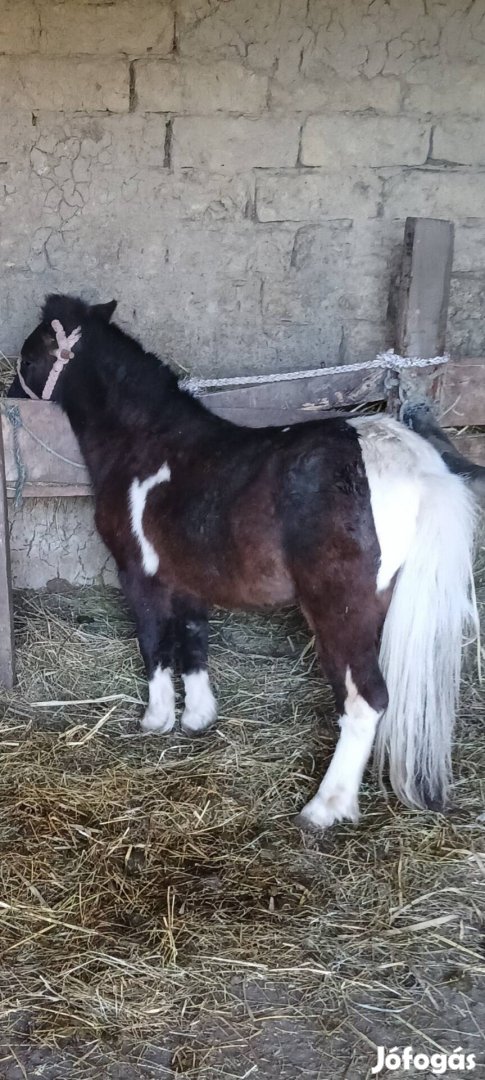 Elado csődör poni