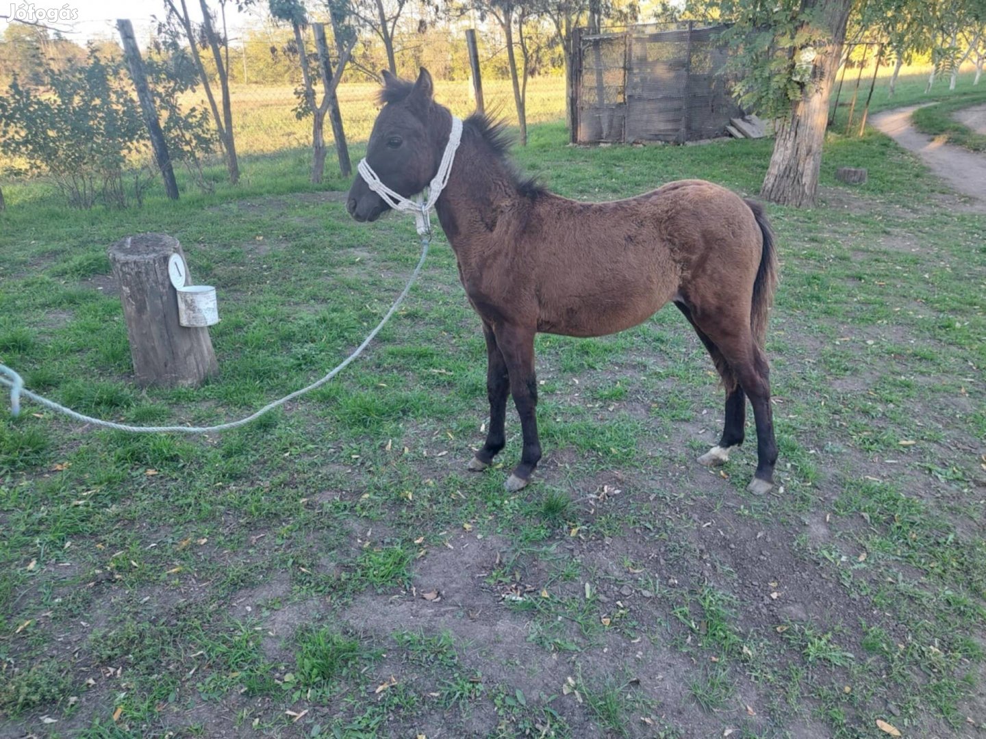 Eladó csődör póni