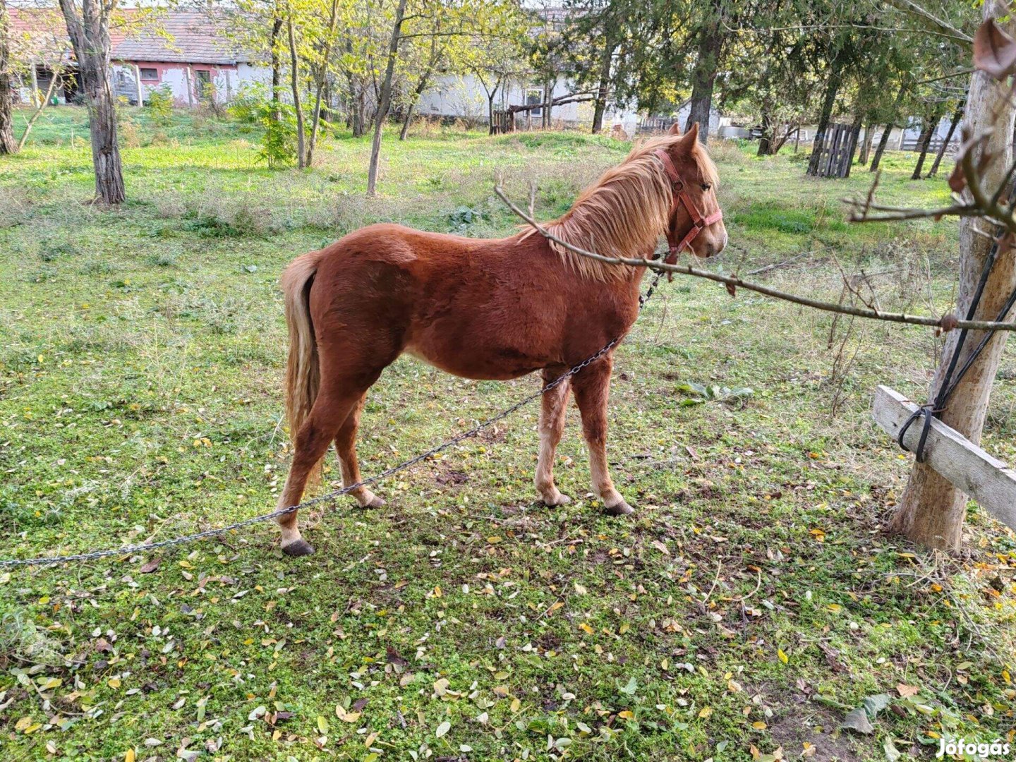 Eladó csődör póni