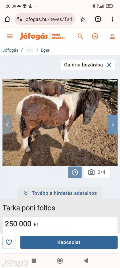 Eladó csődör póni