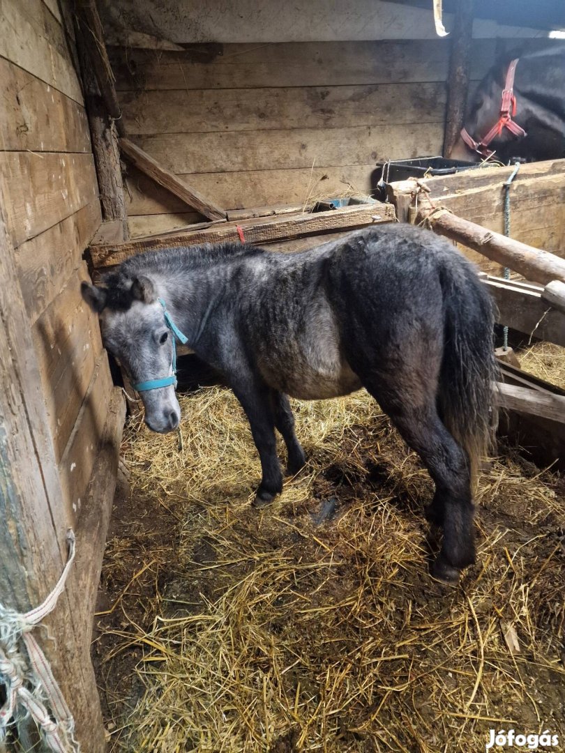 Eladó csődör poni 