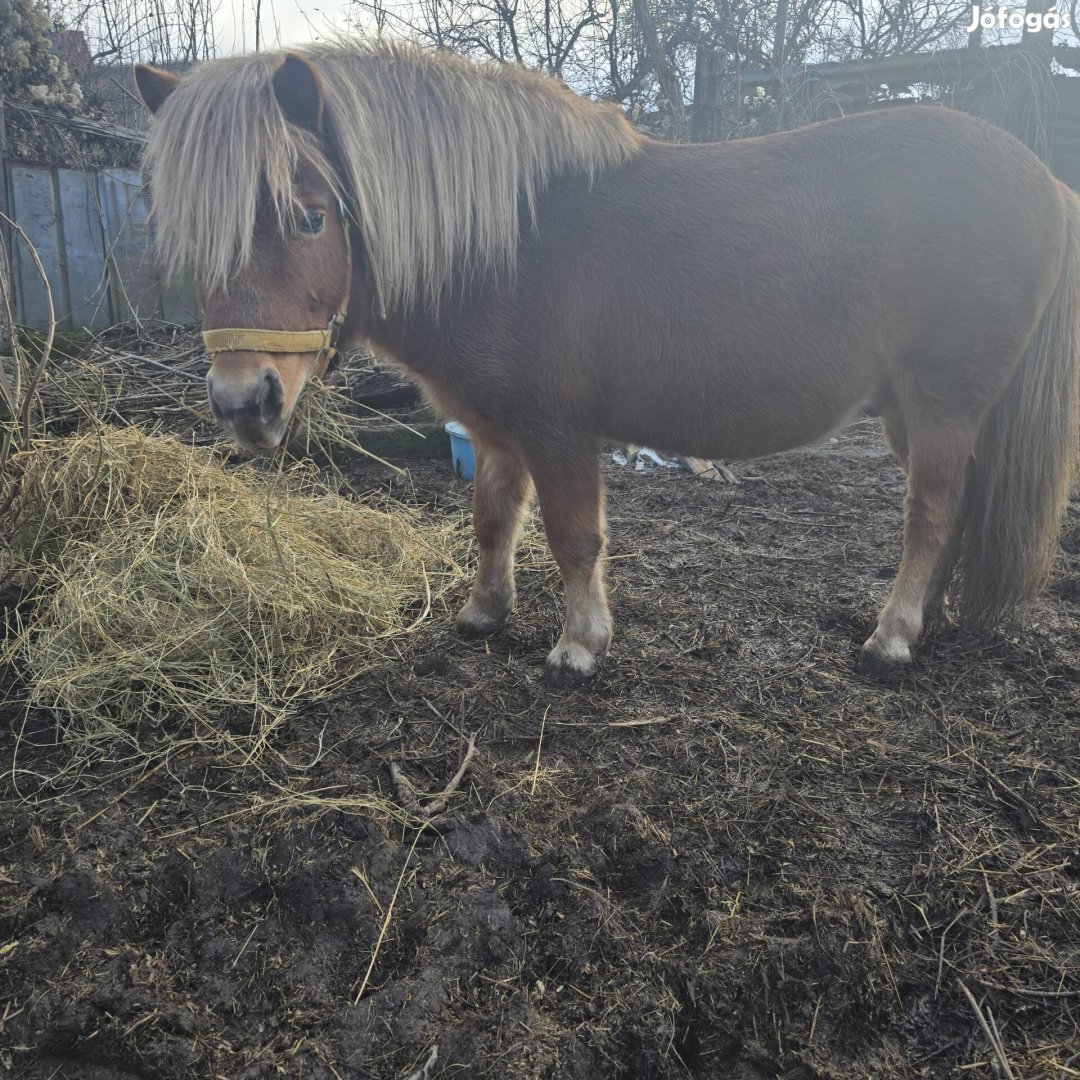 Eladó csődör póni 