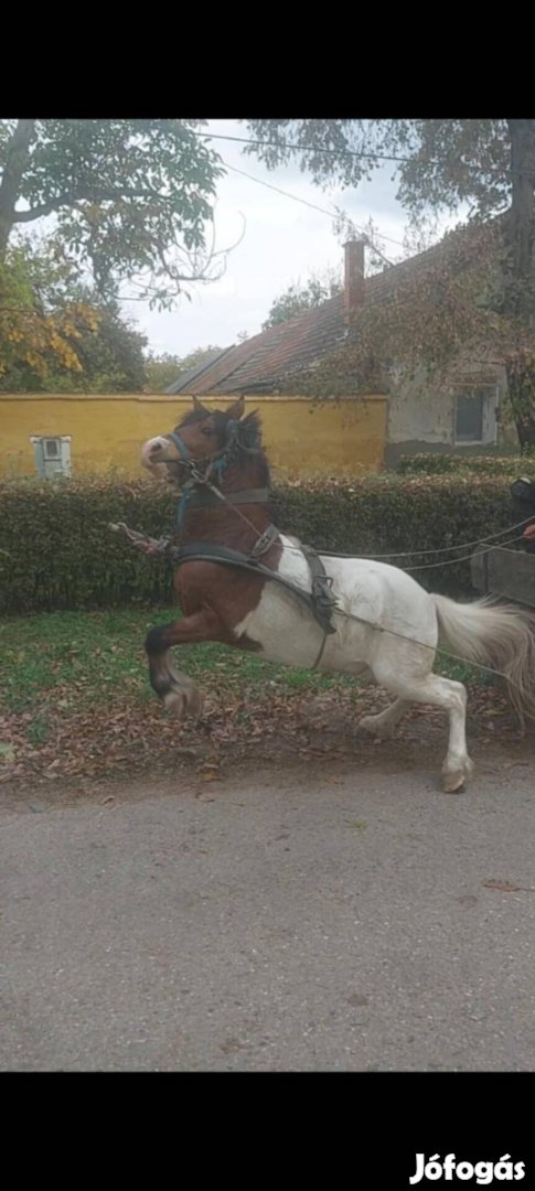 Eladó csödör póni 