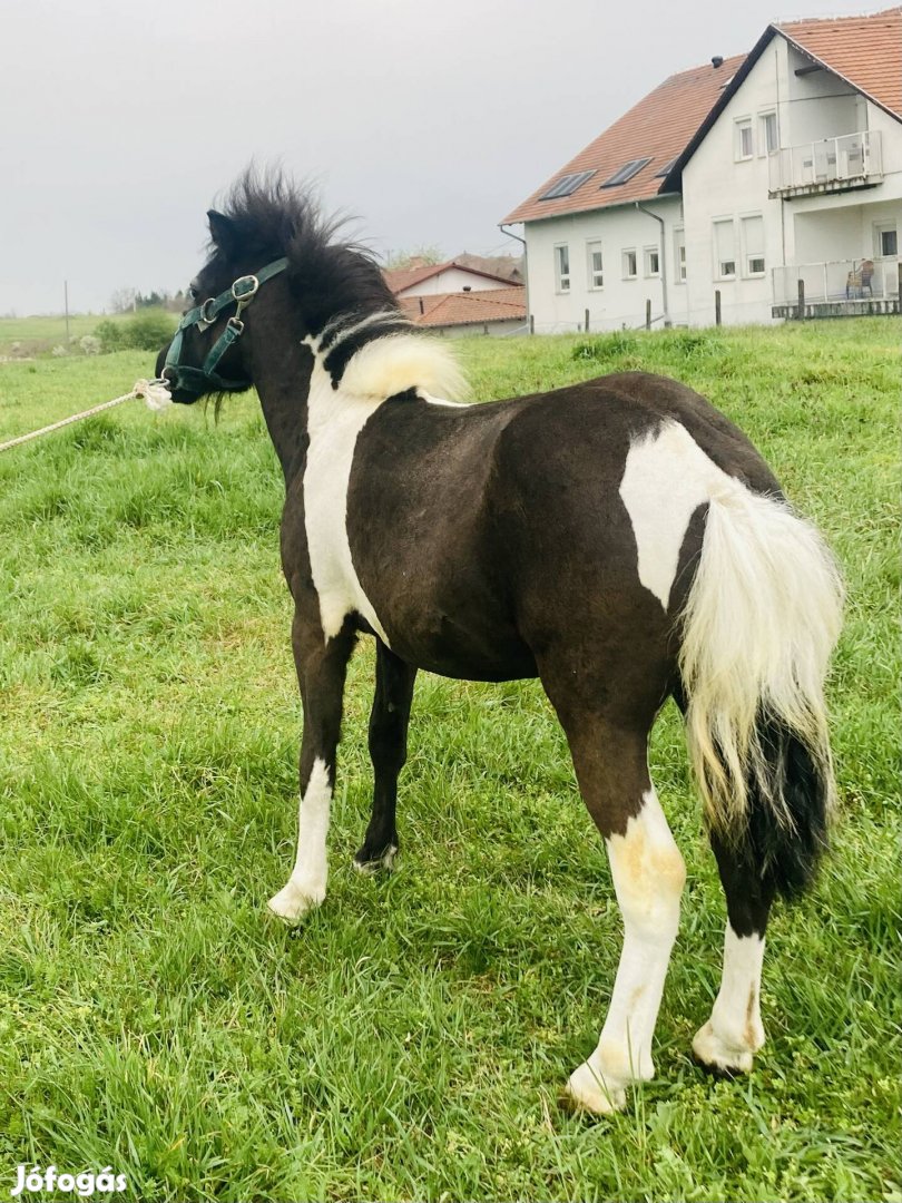 Eladó csödőr poni 