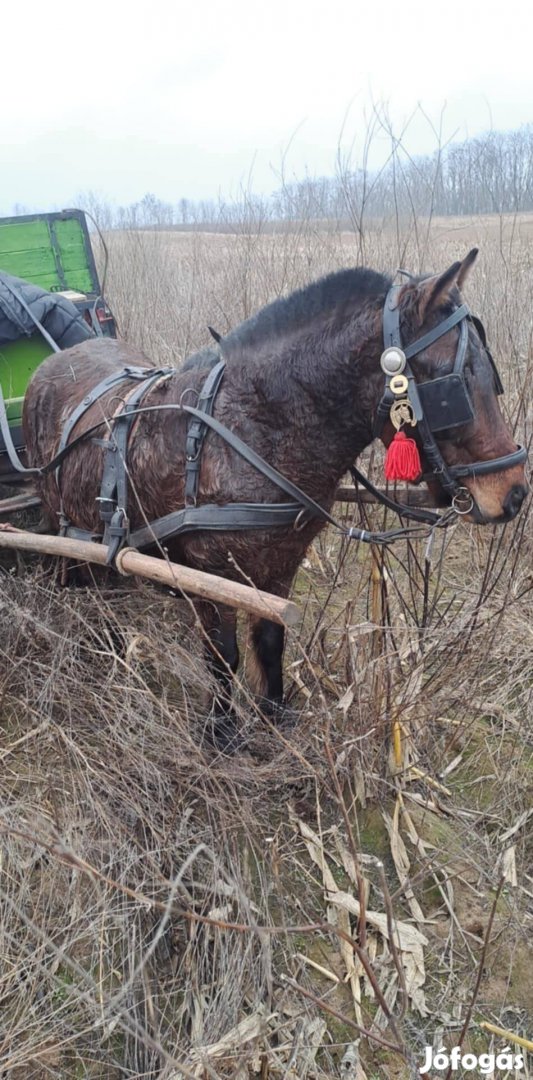 Eladó csődör poni