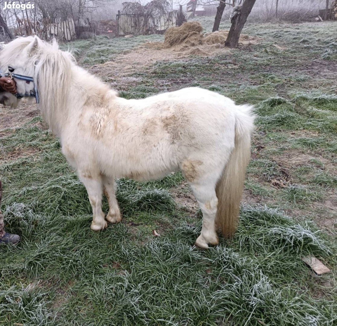 Eladó csődör póni ! 