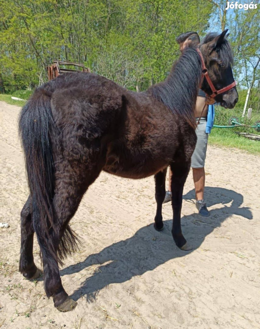 Eladó csődör poni!!!