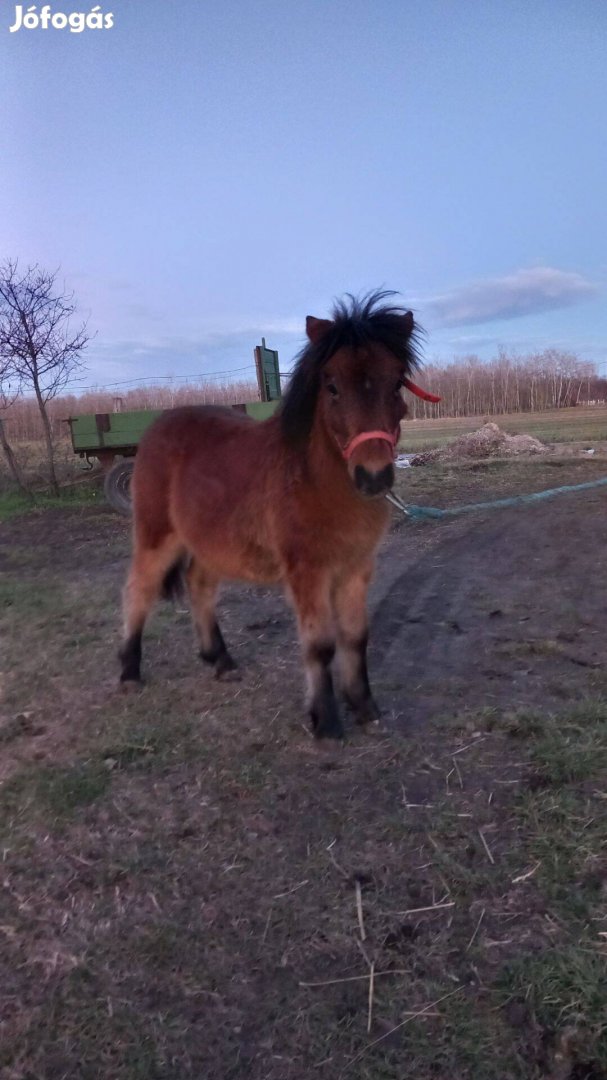 Eladó csődör póni csikó