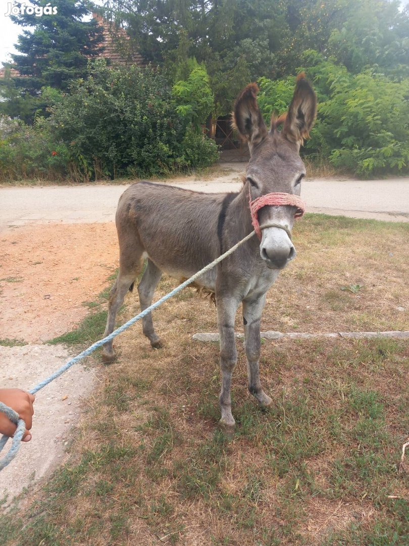 Eladó csődör szamár