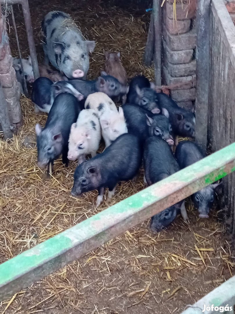 Eladó csüngőhasú malacok