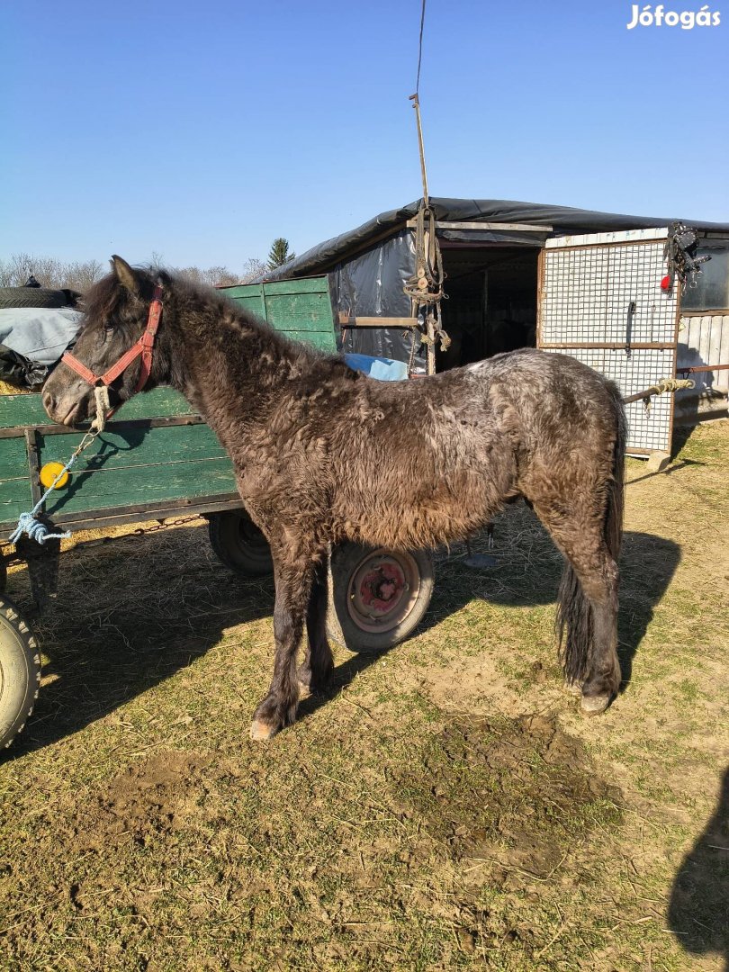Eladó deres póni ló
