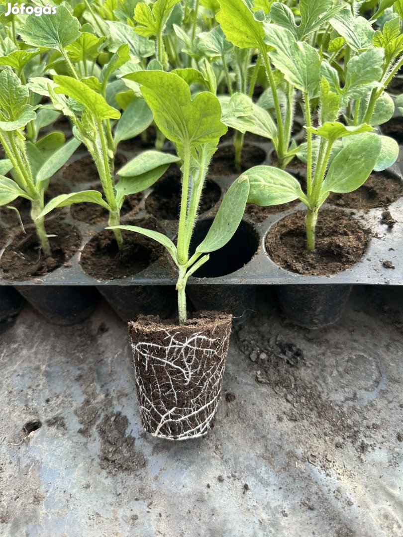 Eladó dinnye palánta!