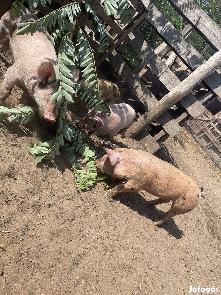 Eladó duroc/ nagy magyar fehér keverék malac