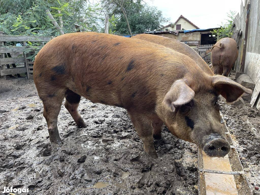 Eladó duroc hízó 