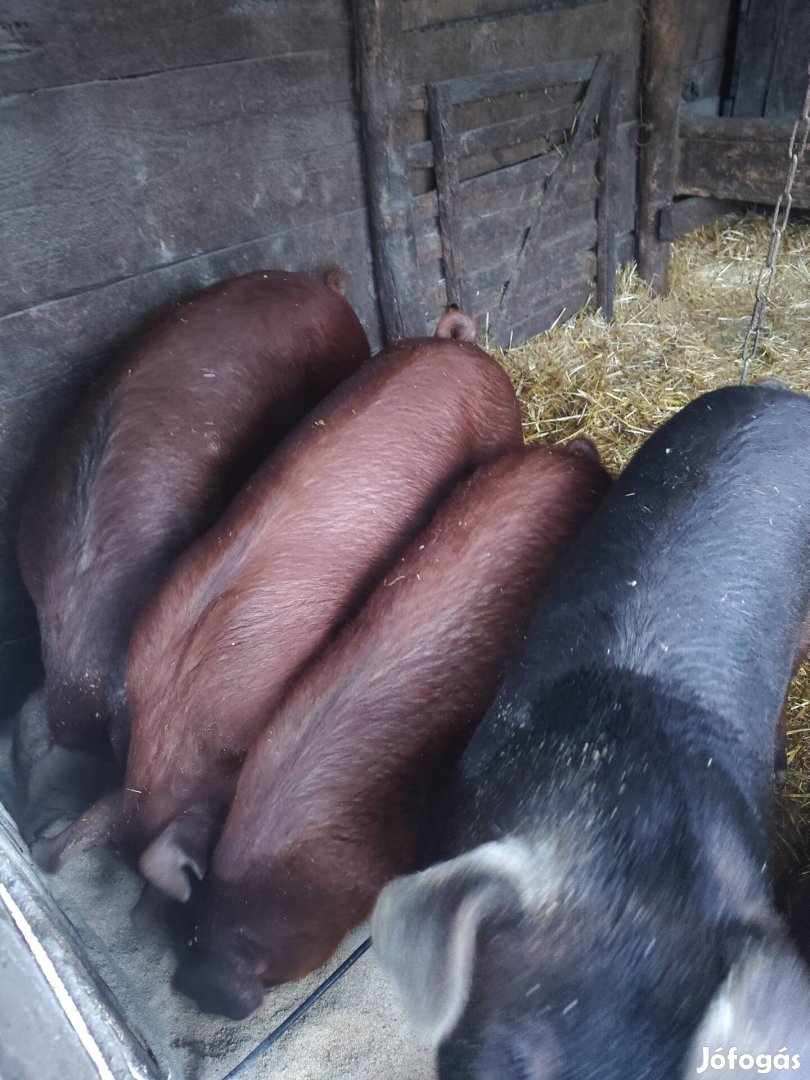 Eladó duroc sertés