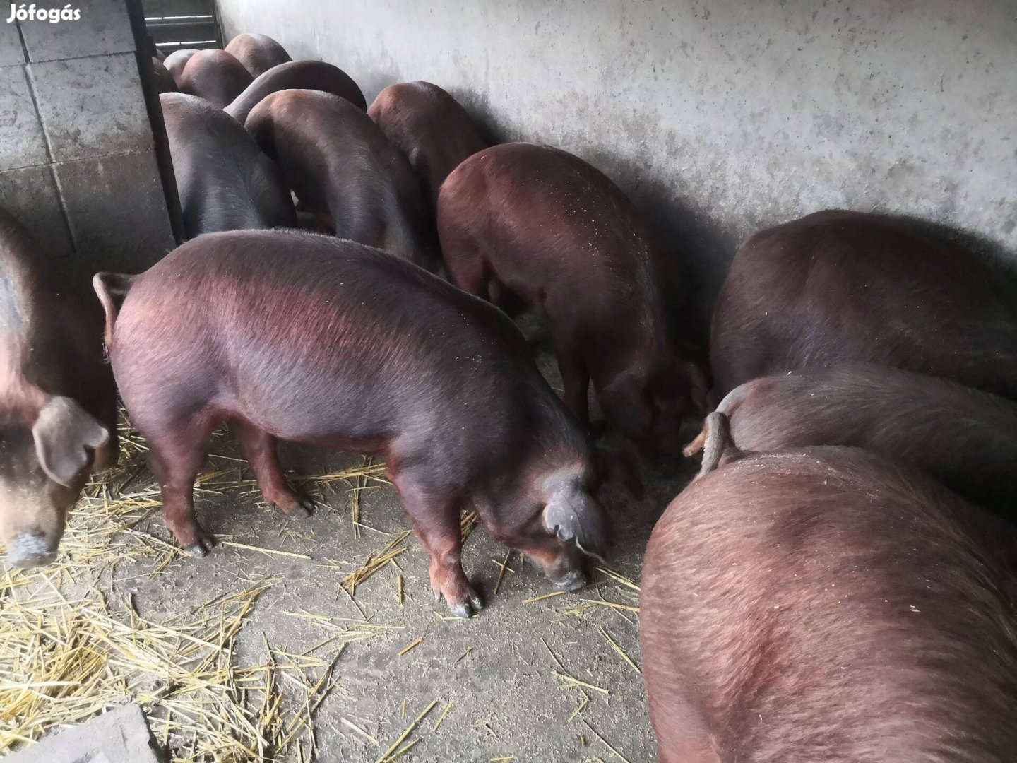 Eladó duroc süldő kanok! 