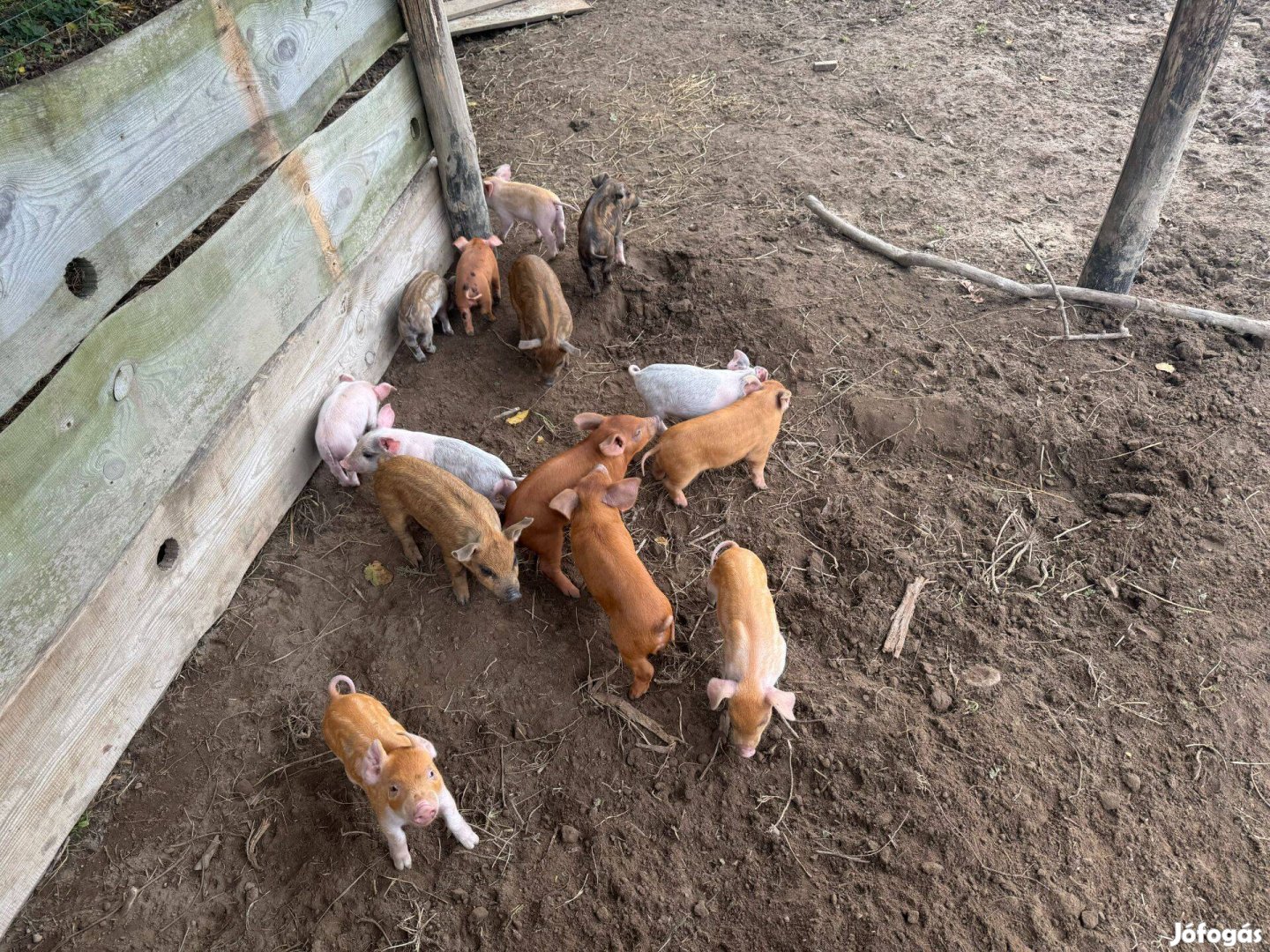 Eladó duroc x mangalica kisdisznók