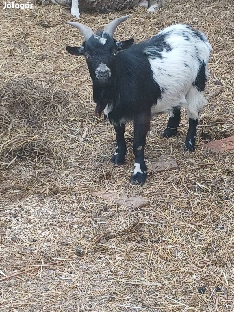 Eladó egészséges bak törpe kecske