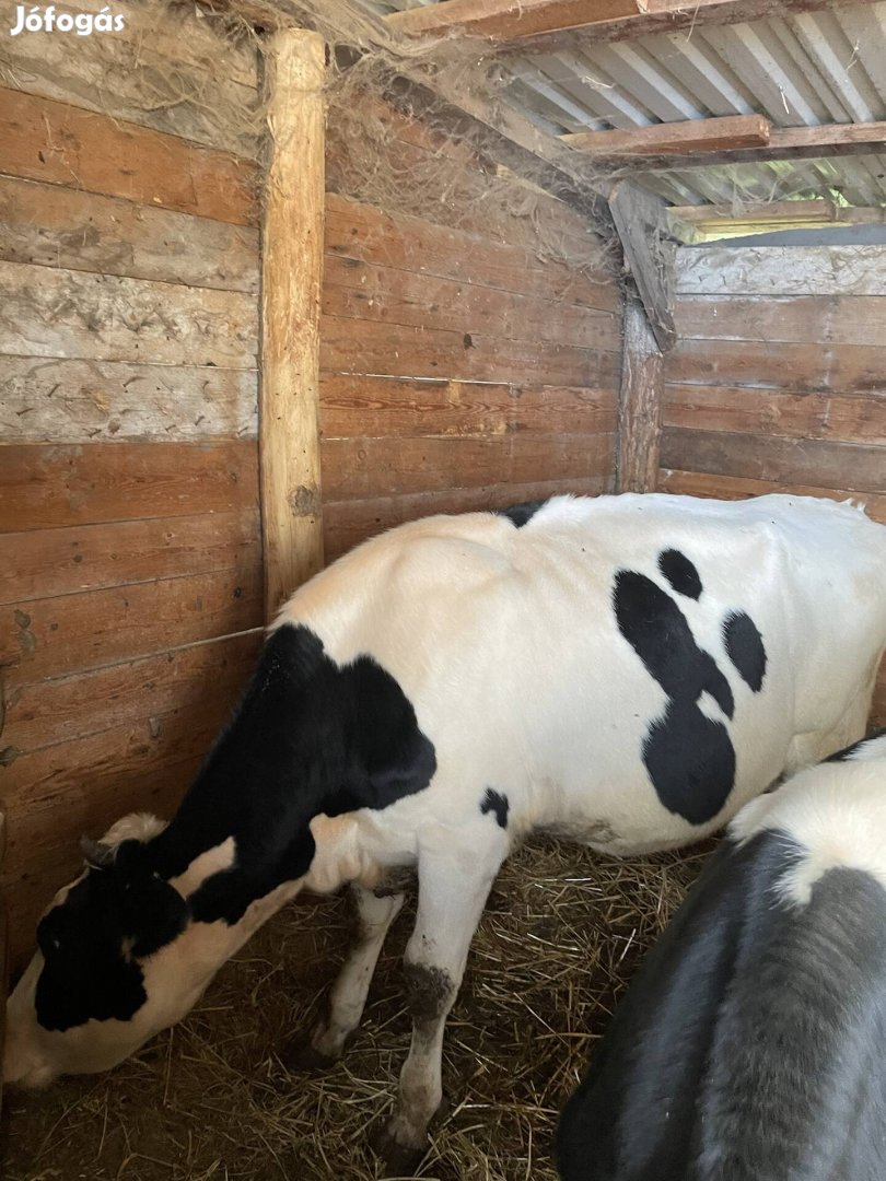 Eladó egy 11 hónapos üsző borjú!bika, egy üsző.