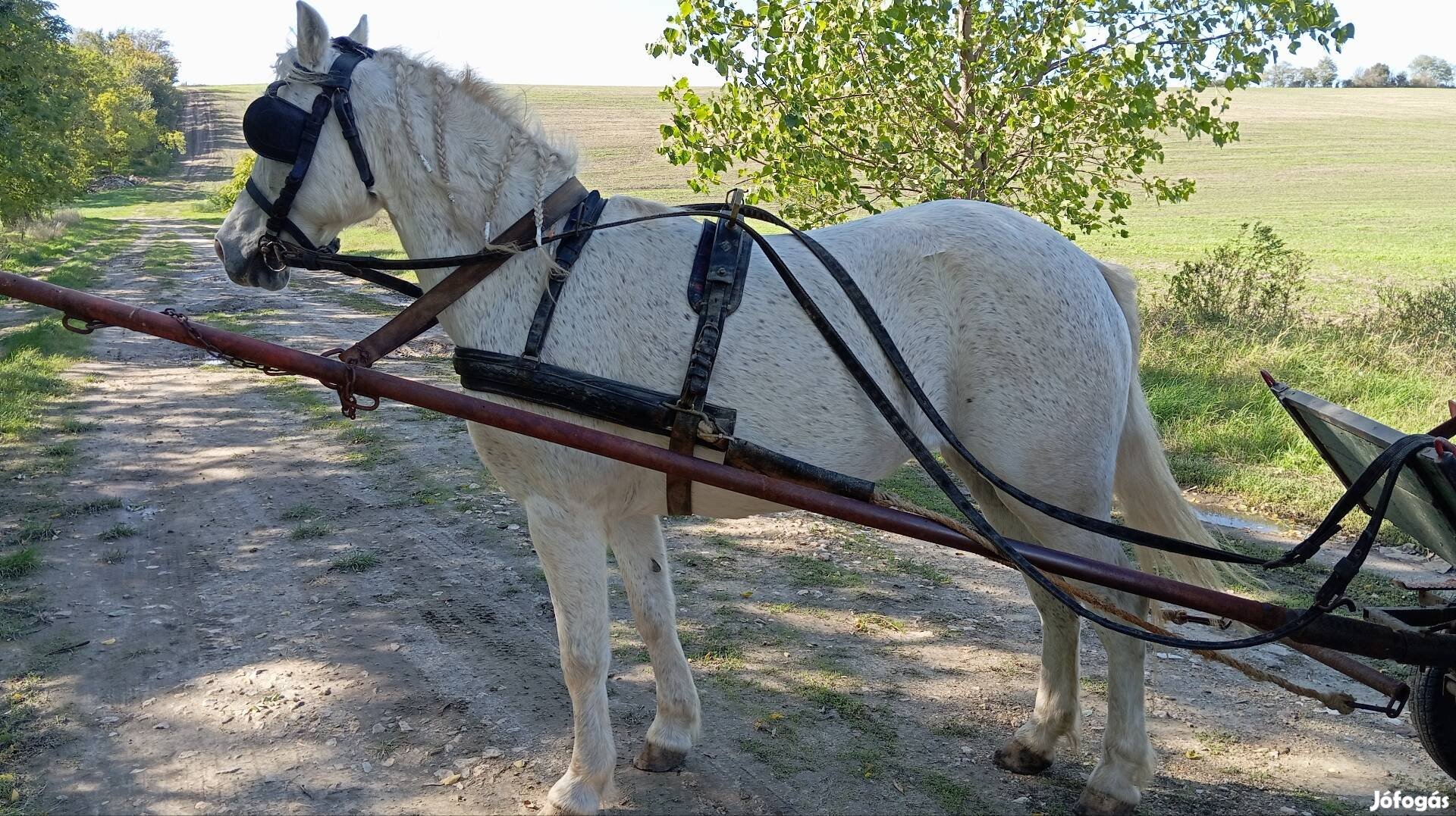 Eladó egy 130.cm,  nagyon jó kocsis kanca póni ló.