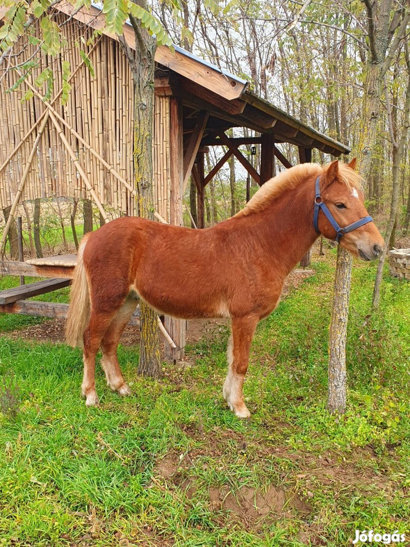 Eladó egy 130 cm hobbi poni